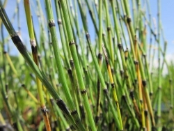 Schachtelhalm bunt - Equisetum variegatum